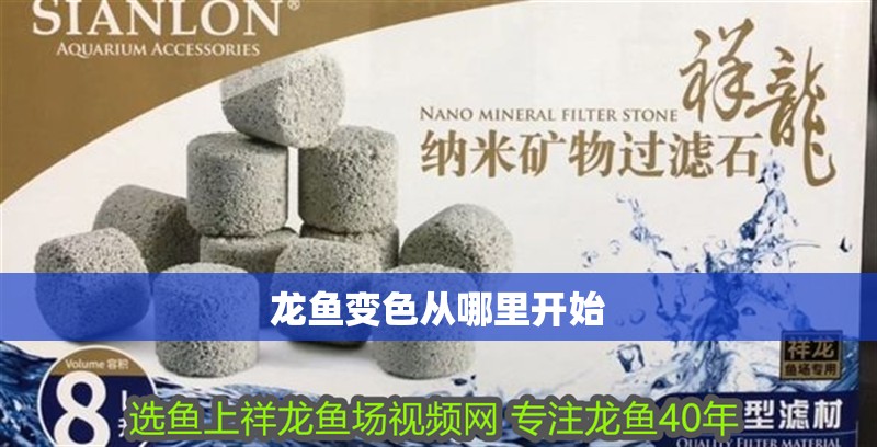 龍魚(yú)變色從哪里開(kāi)始