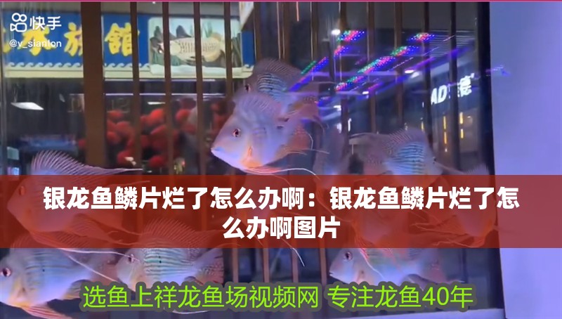 什么叫過背金龍魚圖片(何為過背金龍魚)