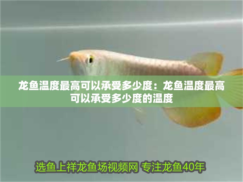 龍魚溫度最高可以承受多少度：龍魚溫度最高可以承受多少度的溫度