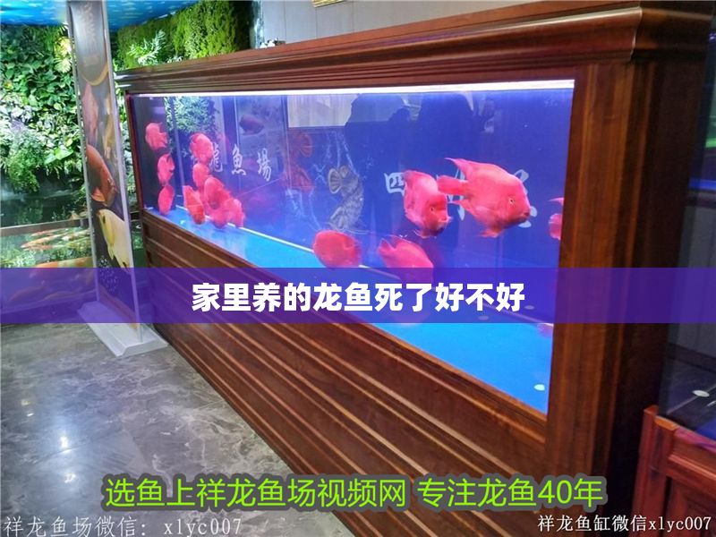 家里養的龍魚死了好不好