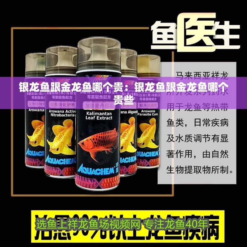 銀龍魚跟金龍魚哪個(gè)貴：銀龍魚跟金龍魚哪個(gè)貴些