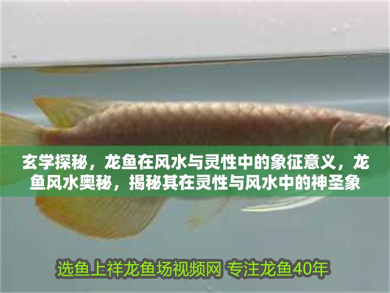 玄學探秘，龍魚在風水與靈性中的象征意義，龍魚風水奧秘，揭秘其在靈性與風水中的神圣象征