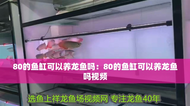 80的魚缸可以養(yǎng)龍魚嗎：80的魚缸可以養(yǎng)龍魚嗎視頻