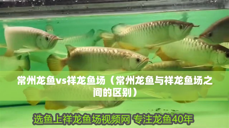 <strong><mark>常州</mark></strong>龍魚vs祥龍魚場（<strong><mark>常州</mark></strong>龍魚與祥龍魚場之間的區別）