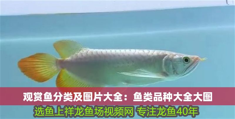 觀賞魚分類及圖片大全：魚類品種大全大圖