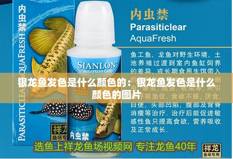 銀龍魚發色是什么顏色的：銀龍魚發色是什么顏色的圖片