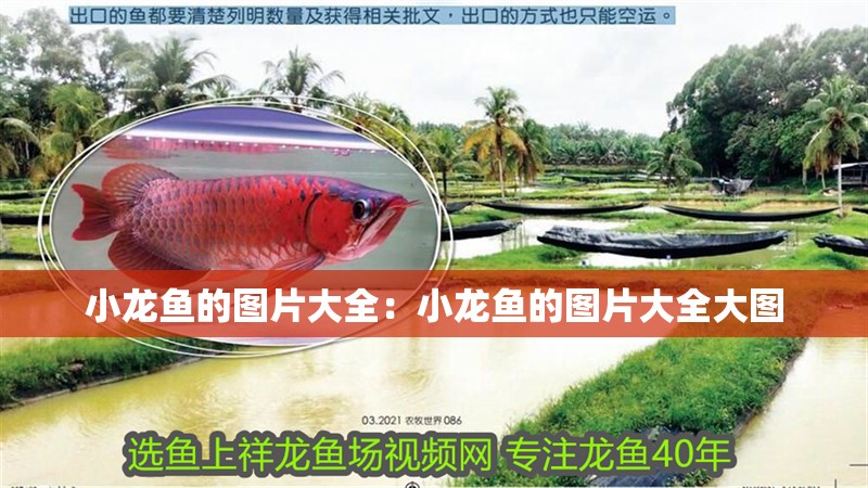 小龍魚的圖片大全：小龍魚的圖片大全大圖
