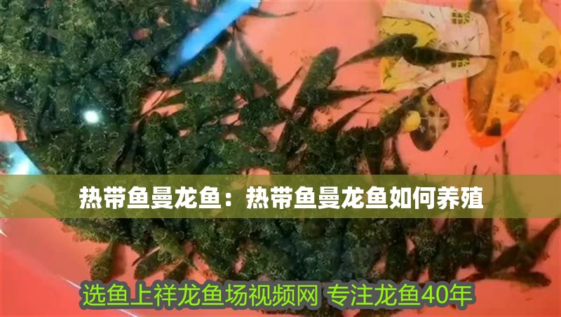 熱帶魚曼龍魚：熱帶魚曼龍魚如何養殖