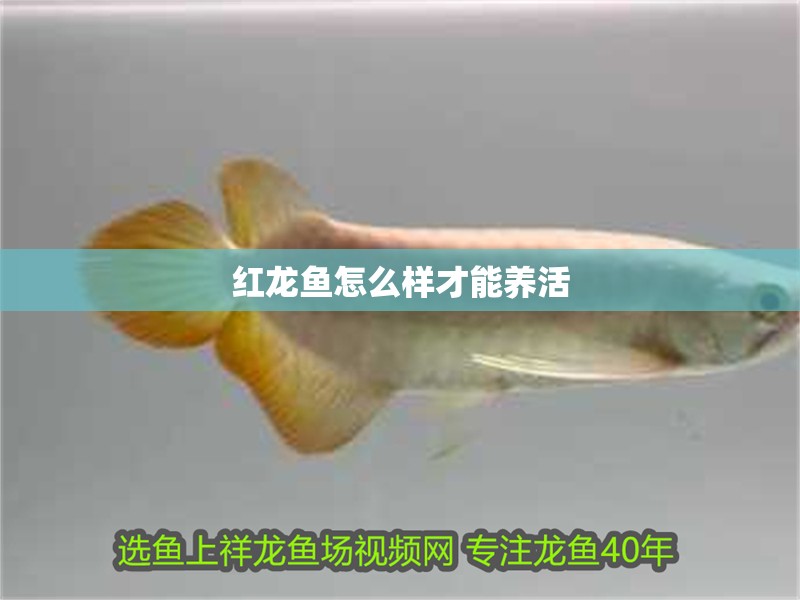 紅龍魚怎么樣才能養活
