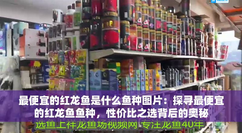 最便宜的紅龍魚是什么魚種圖片：探尋最便宜的紅龍魚魚種，性價比之選背后的奧秘