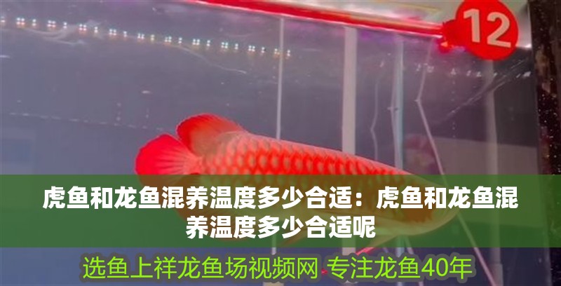 虎魚和龍魚混養(yǎng)溫度多少合適：虎魚和龍魚混養(yǎng)溫度多少合適呢 虎魚和龍魚混養(yǎng)溫度多少合適：虎魚和龍魚混養(yǎng)溫度多少合適呢 水族問答