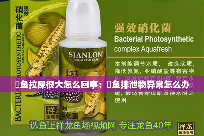 魟魚拉屎很大怎么回事：魟魚排泄物異常怎么辦