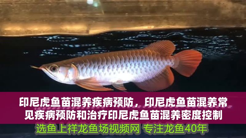 印尼虎魚苗混養(yǎng)疾病預防，印尼虎魚苗混養(yǎng)常見疾病預防和治療印尼虎魚苗混養(yǎng)密度控制 印尼虎魚苗混養(yǎng)疾病預防，印尼虎魚苗混養(yǎng)常見疾病預防和治療印尼虎魚苗混養(yǎng)密度控制 虎魚百科 第2張