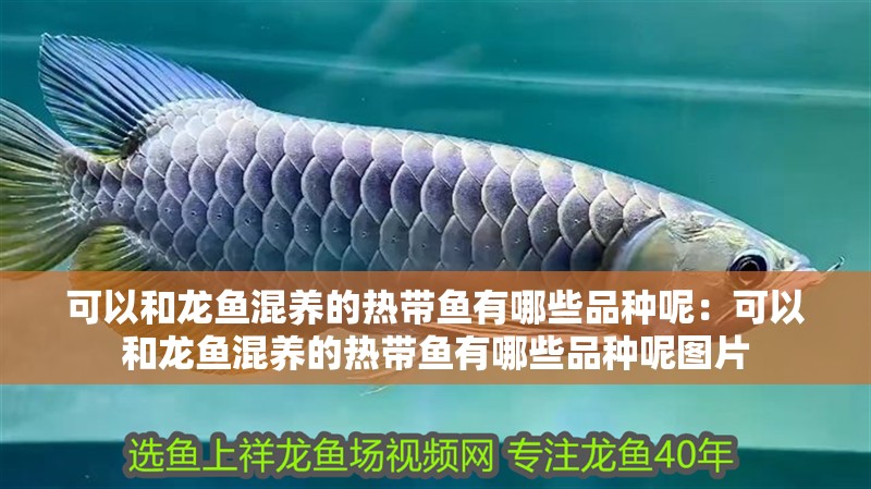 可以和龍魚混養的熱帶魚有哪些品種呢：可以和龍魚混養的熱帶魚有哪些品種呢圖片 可以和龍魚混養的熱帶魚有哪些品種呢：可以和龍魚混養的熱帶魚有哪些品種呢圖片 水族問答