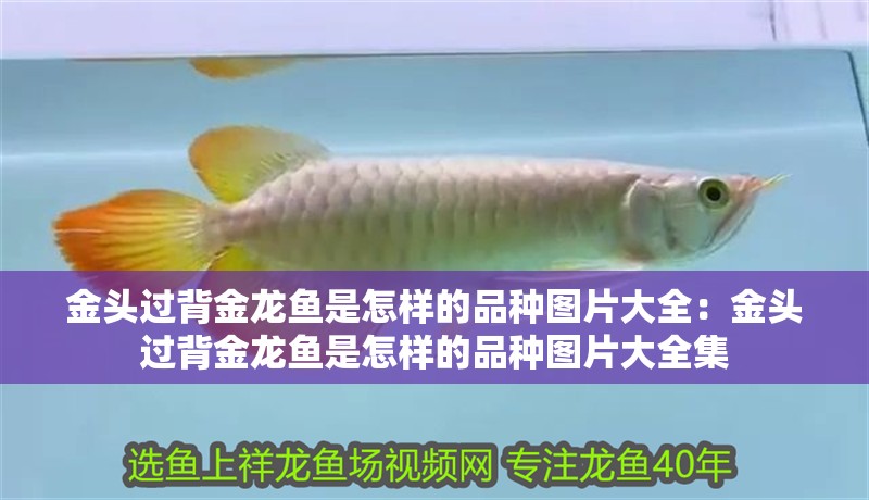 金頭過背金龍魚是怎樣的品種圖片大全：金頭過背金龍魚是怎樣的品種圖片大全集