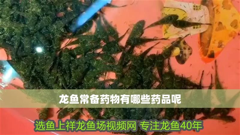 龍魚常備藥物有哪些藥品呢