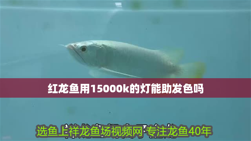 紅龍魚用15000k的燈能助發色嗎