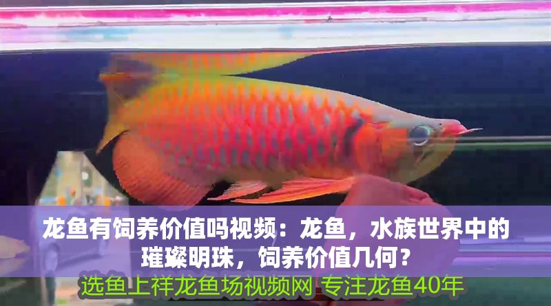 龍魚有飼養價值嗎視頻：龍魚，水族世界中的璀璨明珠，飼養價值幾何？