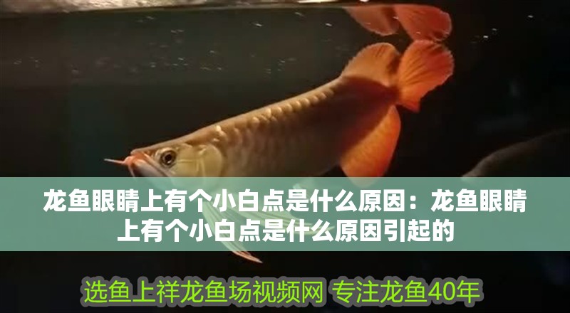 龍魚眼睛上有個小白點是什么原因：龍魚眼睛上有個小白點是什么原因引起的 龍魚眼睛上有個小白點是什么原因：龍魚眼睛上有個小白點是什么原因引起的 水族問答