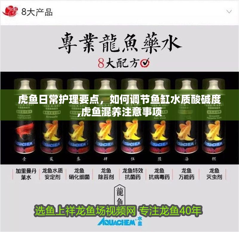 虎魚日常護理要點，如何調(diào)節(jié)魚缸水質(zhì)酸堿度,虎魚混養(yǎng)注意事項
