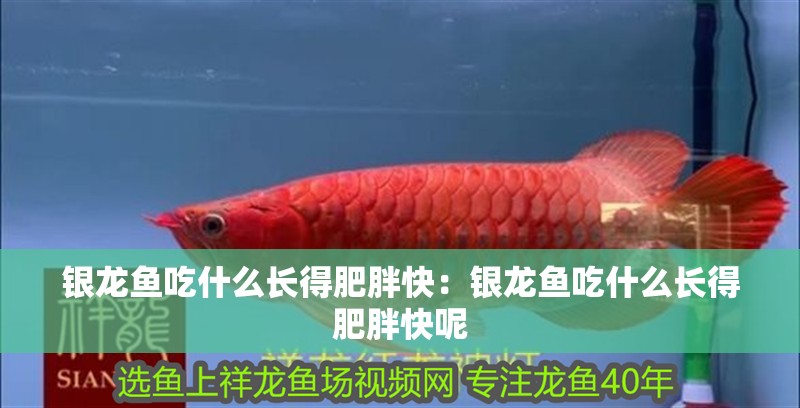 銀龍魚(yú)吃什么長(zhǎng)得肥胖快：銀龍魚(yú)吃什么長(zhǎng)得肥胖快呢