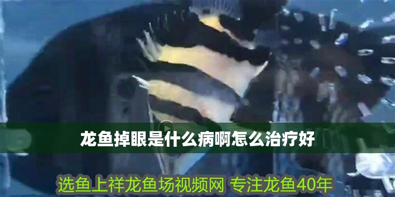 龍魚掉眼是什么病啊怎么治療好
