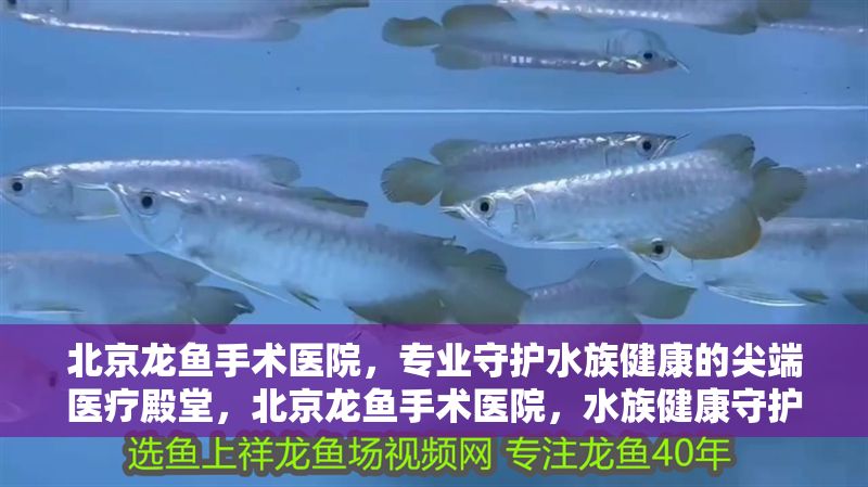 北京龍魚手術醫院，專業守護水族健康的尖端醫療殿堂，北京龍魚手術醫院，水族健康守護的尖端醫療殿堂