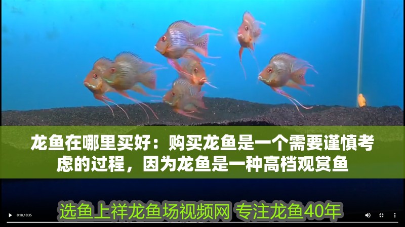 龍魚在哪里買好：購買龍魚是一個需要謹慎考慮的過程，因為龍魚是一種高檔觀賞魚