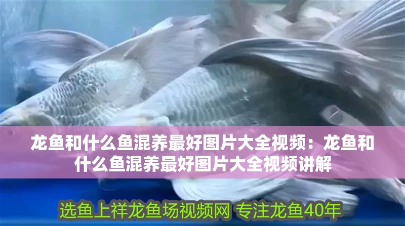 龍魚和什么魚混養最好圖片大全視頻:龍魚和什么魚混養最好圖片大全視頻講解 水族問答 龍魚和什么魚混養最好圖片大全視頻:龍魚和什么魚混養最好圖片大全視頻講解 龍魚和什么魚混養最好圖片大全視頻:龍魚和什么魚混養最好圖片大全視頻講解 水族問答