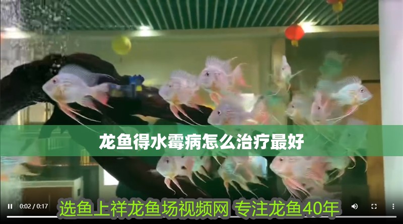 龍魚得水霉病怎么治療最好