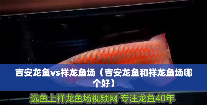 吉安龍魚vs祥龍魚場(chǎng)（吉安龍魚和祥龍魚場(chǎng)哪個(gè)好）