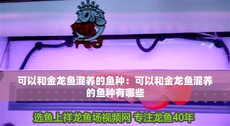 可以和金龍魚混養的魚種：可以和金龍魚混養的魚種有哪些