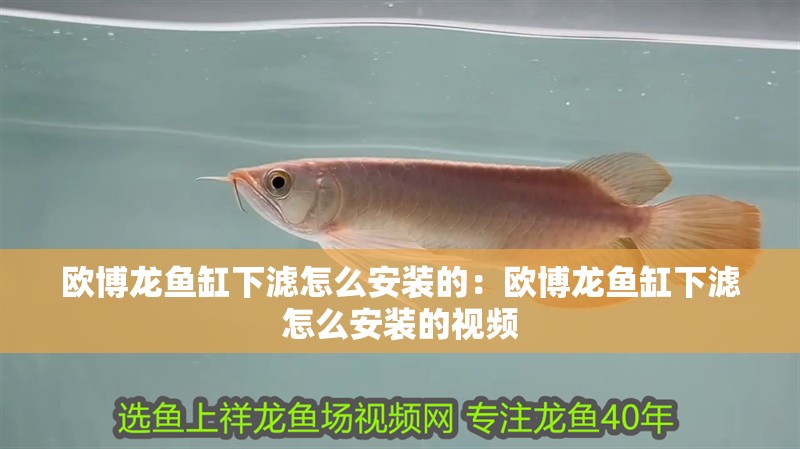 龍魚雕刻的含義和象征意義 龍魚雕刻的含義和象征意義 龍魚百科 第2張