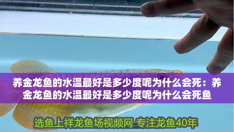 養金龍魚的水溫最好是多少度呢為什么會死：養金龍魚的水溫最好是多少度呢為什么會死魚