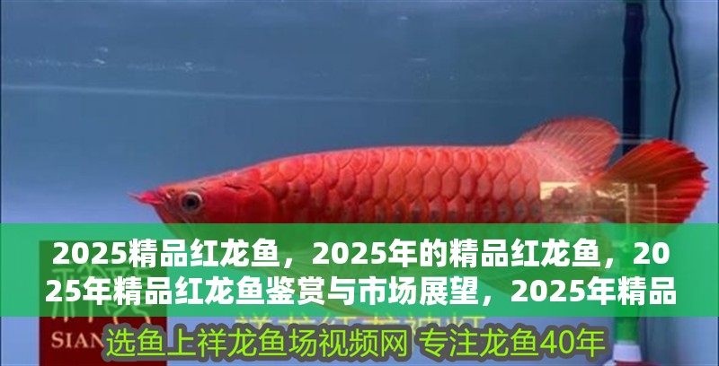 2025精品紅龍魚，2025年的精品紅龍魚，2025年精品紅龍魚鑒賞與市場展望，2025年精品紅龍魚鑒賞與市場前景分析，2025年精品紅龍魚鑒賞與市場前景分析，2025年精品紅龍魚鑒賞與市場前景分析，2025年精品紅龍魚鑒賞與市場前景分析，2025年精品紅龍魚鑒賞與市場前景分析