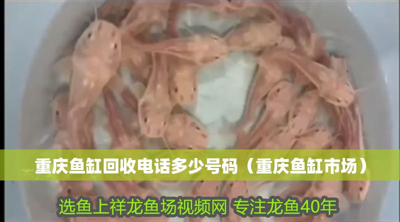 重慶魚缸回收電話多少號碼（重慶魚缸市場） 重慶魚缸回收電話多少號碼（重慶魚缸市場） 龍魚百科 第1張