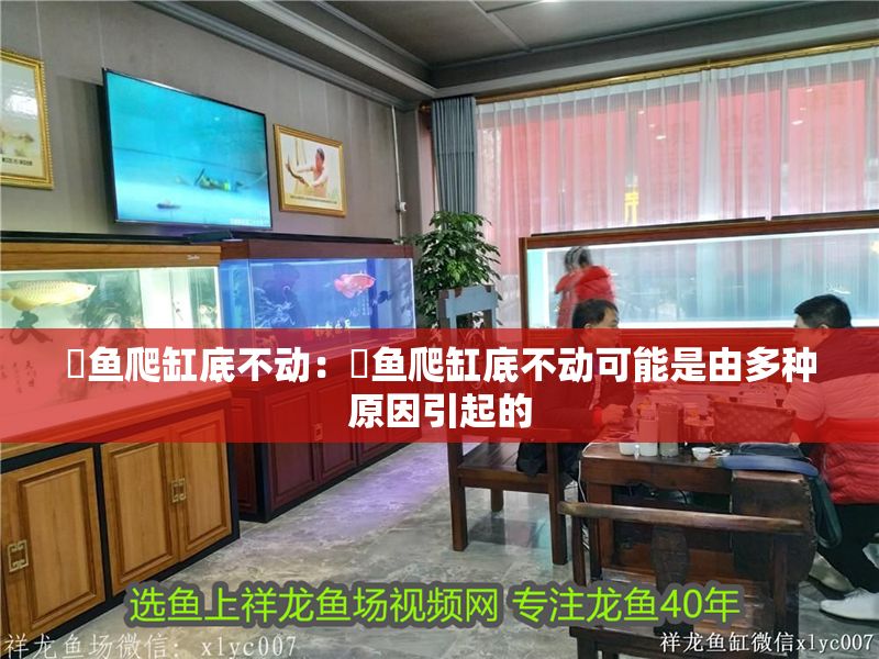 魟魚爬缸底不動：魟魚爬缸底不動可能是由多種原因引起的 魟魚爬缸底不動：魟魚爬缸底不動可能是由多種原因引起的 魟魚百科 第2張