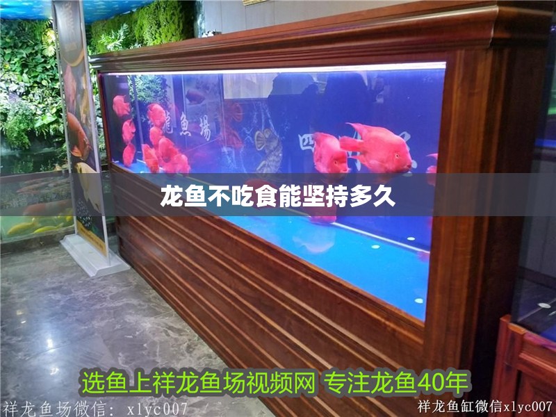 龍魚不吃食能堅持多久