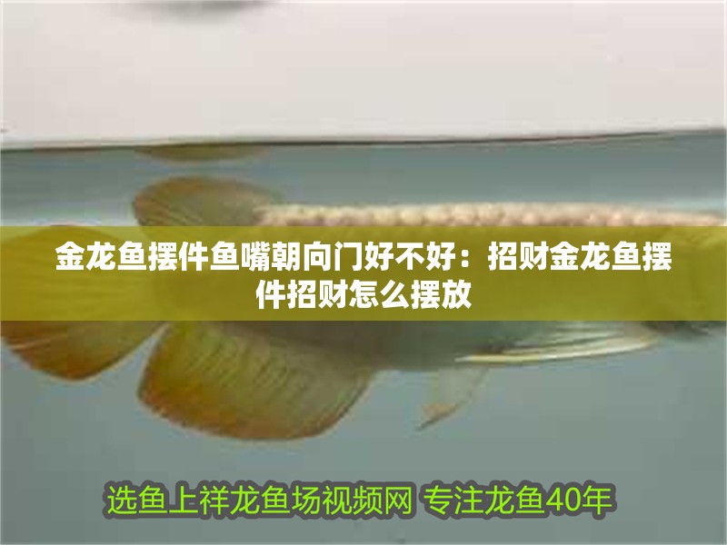 金龍魚擺件魚嘴朝向門好不好：招財金龍魚擺件招財怎么擺放