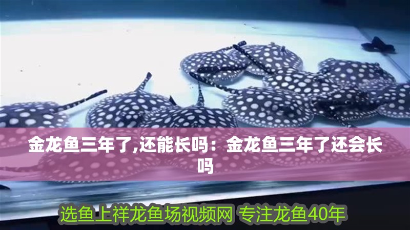 金龍魚三年了,還能長嗎：金龍魚三年了還會長嗎