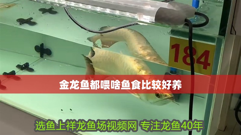 金龍魚都喂啥魚食比較好養