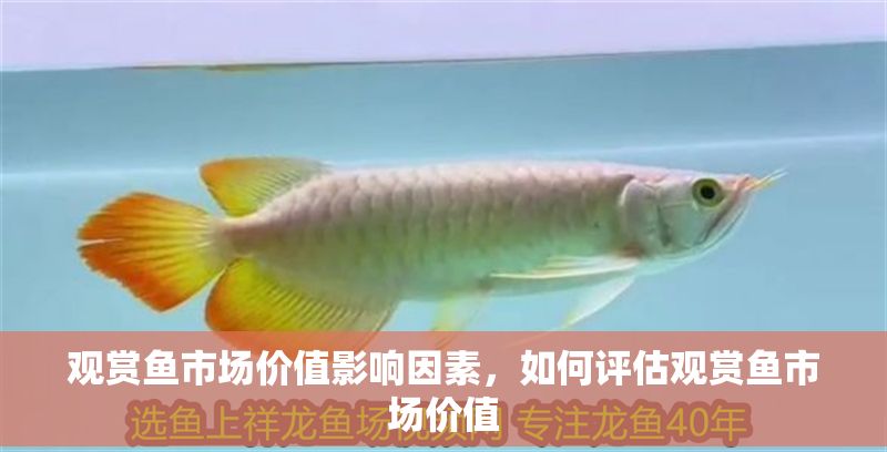 觀賞魚市場價值影響因素，如何評估觀賞魚市場價值