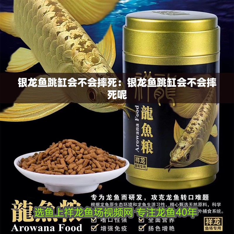銀龍魚跳缸會不會摔死：銀龍魚跳缸會不會摔死呢 銀龍魚跳缸會不會摔死：銀龍魚跳缸會不會摔死呢 水族問答