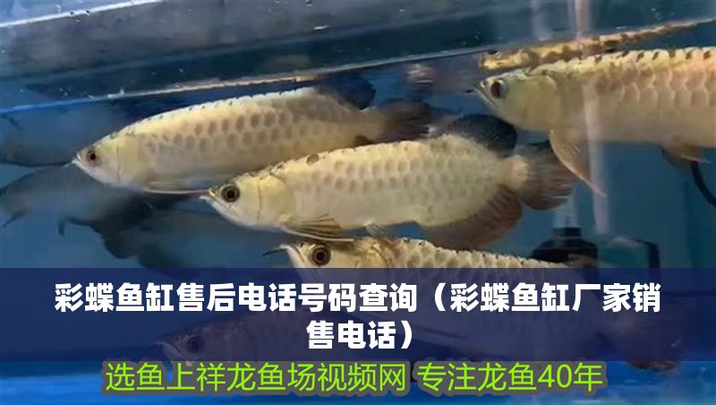彩蝶魚缸售后電話號碼查詢（彩蝶魚缸廠家銷售電話）