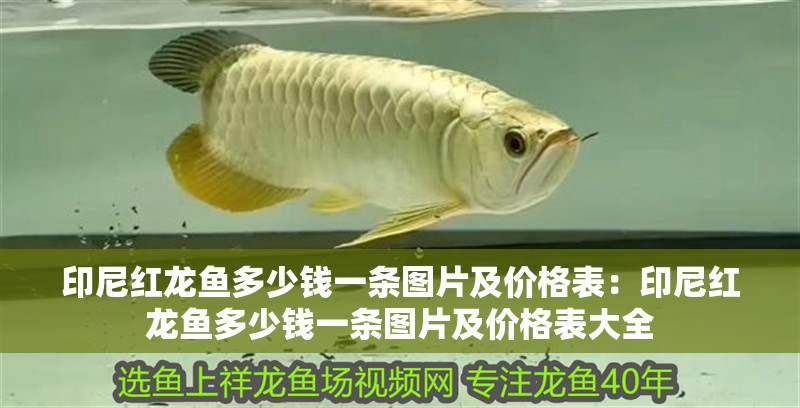 印尼紅龍魚多少錢一條圖片及價格表：印尼紅龍魚多少錢一條圖片及價格表大全