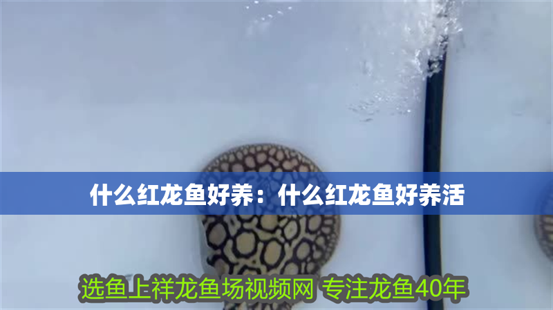 什么紅龍魚好養：什么紅龍魚好養活