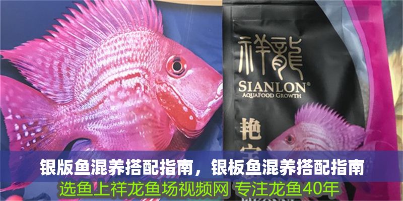 銀版魚混養(yǎng)搭配指南，銀板魚混養(yǎng)搭配指南
