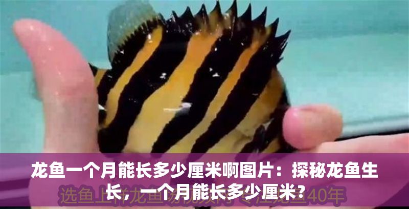 龍魚一個月能長多少厘米啊圖片：探秘龍魚生長，一個月能長多少厘米？