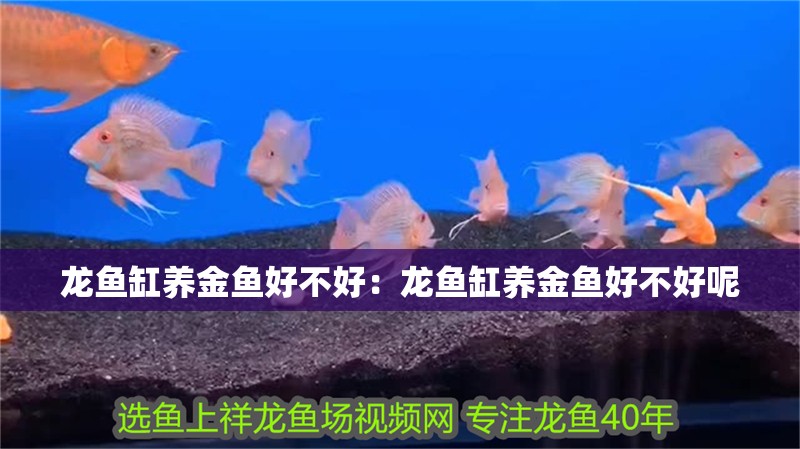 龍魚缸養金魚好不好：龍魚缸養金魚好不好呢