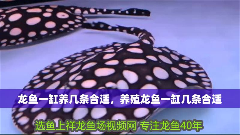 龍魚一缸養幾條合適，養殖龍魚一缸幾條合適 龍魚一缸養幾條合適，養殖龍魚一缸幾條合適 虎魚百科 第2張